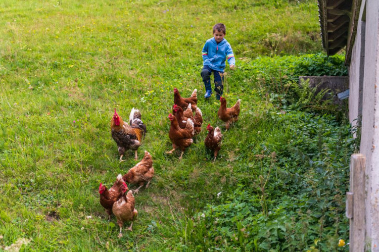 Opa´s Hühner