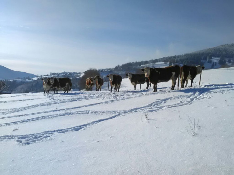 Ganzjährige Weidebewirtschaftung